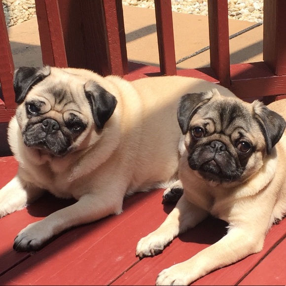 Meet the Posher -pups Bella & Baylee - Picture 2 of 4